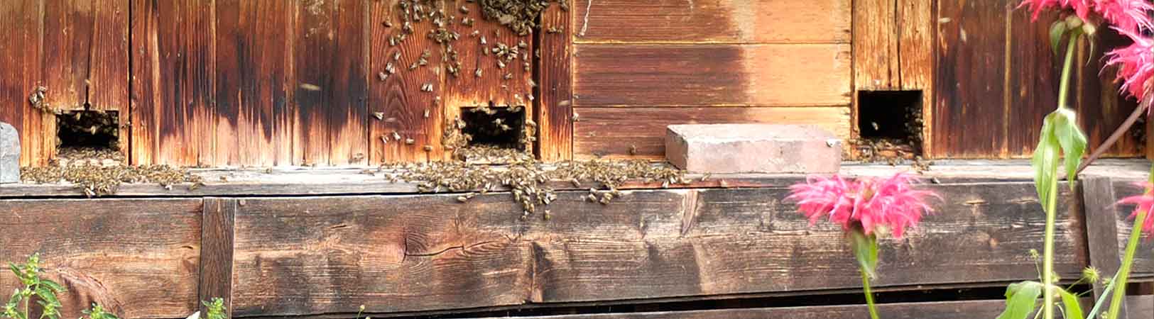 Bienen pflegen
