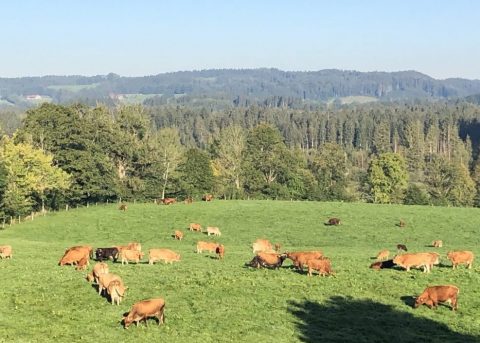 Murnau-Werdenfelser Auf Der Weide