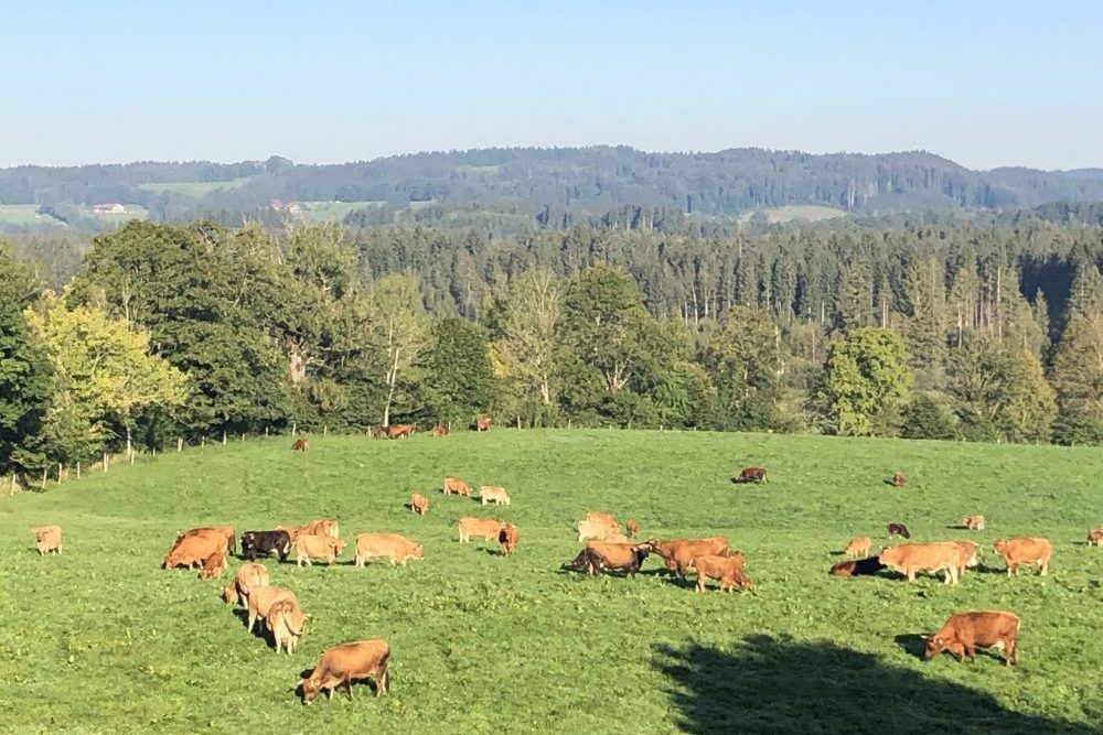 Murnau-Werdenfelser auf der Weide